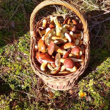 Potkufka * Ruciane-Nida